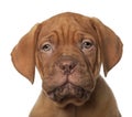 Dogue de Bordeaux puppy, 8 weeks old Royalty Free Stock Photo