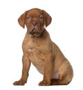 Dogue de Bordeaux puppy, 8 weeks old, sitting Royalty Free Stock Photo