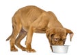 Dogue de Bordeaux Puppy eating from a metalic dog bowl Royalty Free Stock Photo