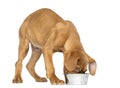 Dogue de Bordeaux Puppy eating from a metalic dog bowl Royalty Free Stock Photo