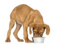 Dogue de Bordeaux Puppy eating from a metalic dog bowl Royalty Free Stock Photo