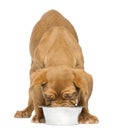 Dogue de Bordeaux Puppy facing and eating from a metallic bowl