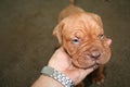 Dogue de bordeaux puppy