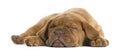 Dogue de Bordeaux puppy lying and sleeping Royalty Free Stock Photo