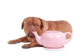 Dogue de bordeaux puppy and pink tea pot Royalty Free Stock Photo