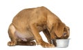 Dogue de Bordeaux Puppy seated and eating from a metallic bowl Royalty Free Stock Photo