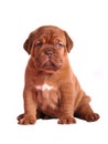 Dogue De Bordeaux puppy sitting Royalty Free Stock Photo