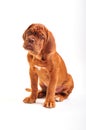 Dogue De Bordeaux Puppy Sitting Royalty Free Stock Photo