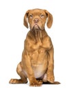 Dogue de Bordeaux Puppy sitting and facing, 4 months old Royalty Free Stock Photo