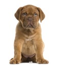 Dogue de Bordeaux puppy sitting Royalty Free Stock Photo