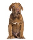 Dogue de Bordeaux puppy sitting (4 months old) Royalty Free Stock Photo