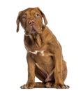 Dogue de Bordeaux puppy sitting (4 months old) Royalty Free Stock Photo