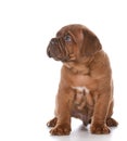 Dogue de bordeaux Royalty Free Stock Photo