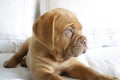Dogue de Bordeaux puppy Royalty Free Stock Photo