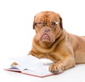 Dogue de Bordeaux read book.