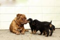 Dogue de Bordeaux and Rottweiler puppies play Royalty Free Stock Photo