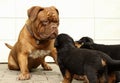 Dogue de Bordeaux and Rottweiler puppies play