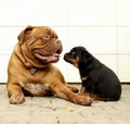 Dogue de Bordeaux and Rottweiler puppies play Royalty Free Stock Photo