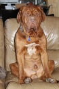 Dogue de bordeaux sitting on sofa