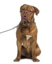 Dogue de Bordeaux sitting and wearing a chain dog leash (14 mont