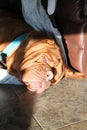 Dogue de bordeaux sleeping on floor Royalty Free Stock Photo