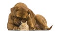 Dogue de Bordeaux smelling a Rex rabbit, isolated Royalty Free Stock Photo