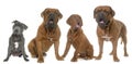 Dogue de Bordeaux and staffie Royalty Free Stock Photo