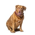 Dogue de Bordeaux wearing a brown collar dog sitting in front