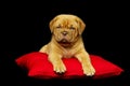 Dogue De Boudeux Puppy laid on a red cushion Royalty Free Stock Photo