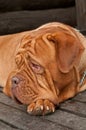 Dogue lying on wooden doorstep Royalty Free Stock Photo