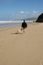 Dogwalk at the beach Royalty Free Stock Photo