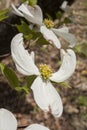 Dogwood Angels