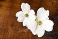 Dogwood On Antique Wood Background Royalty Free Stock Photo