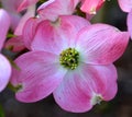 DOGWOOD Royalty Free Stock Photo