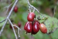 Dogwood berries