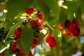 Dogwood berry ripe red cornel on the tree branch. Red berries of cornel or dogwood with leaf Royalty Free Stock Photo