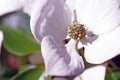 Dogwood Bloom Showing Beauty and Detail From the Garden Royalty Free Stock Photo