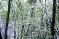 Dogwood in bloom, great Smokey Mountain National Park, Foothill Parkway, TN