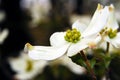 Dogwood Bloom in Spring Royalty Free Stock Photo