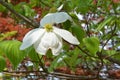 Dogwood bloom Royalty Free Stock Photo