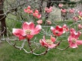 Dogwood blooming