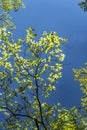 Dogwood Blooms reach out to a clear blue sky. Royalty Free Stock Photo