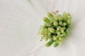 Dogwood Blossom Royalty Free Stock Photo