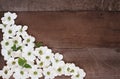 Dogwood Blossom Background