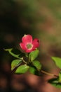 Dogwood Blossom Royalty Free Stock Photo