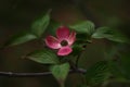 Dogwood Blossom Royalty Free Stock Photo