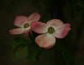 Dogwood Blossom Royalty Free Stock Photo