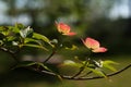 Dogwood Blossom Royalty Free Stock Photo