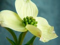 Dogwood Blossom Closeup