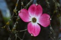 Pink Flowering Dogwood Blossom Cross 02 Royalty Free Stock Photo